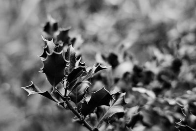 Close-up of flowering plant leaves