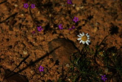 Close-up of purple flowers blooming outdoors