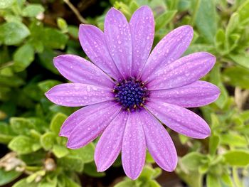 Close-up of water drops on pink flower