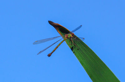 Low angle view of dragonfly against clear blue sky