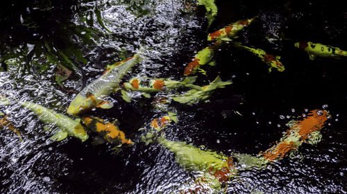 High angle view of koi carps swimming in sea