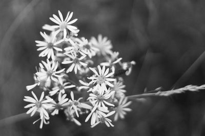 Close-up of small white flowers on plant