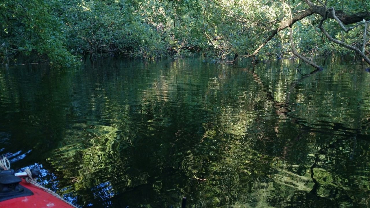 tree, water, growth, tranquility, nature, beauty in nature, branch, reflection, green color, tranquil scene, lake, forest, scenics, day, outdoors, plant, waterfront, river, sunlight, no people