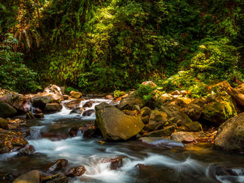 Stream flowing through rocks in forest