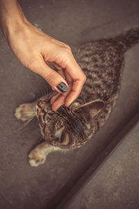 Midsection of person holding cat