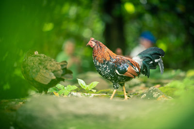 Close-up of a bird on field