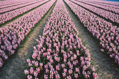 High angle view of pink flowering plants on field