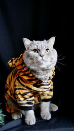 Pet british, scottish straight cat in a tiger costume lies on black background with glasses. 