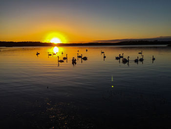 Swans on lake at sunset