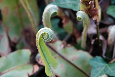 Native fern