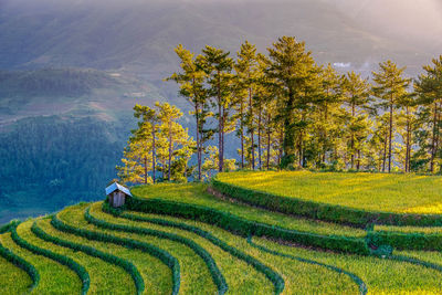 Scenic view of agricultural field