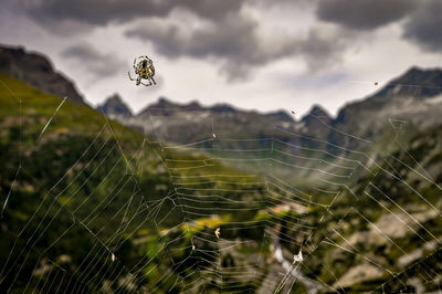 Close-up of spider on web against sky