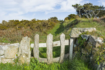 Plants growing on field against sky