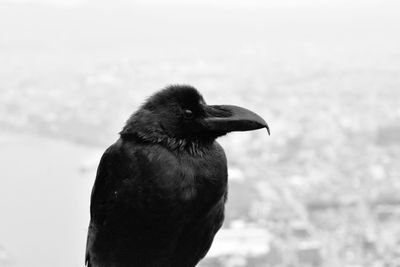 Close-up of bird against sea