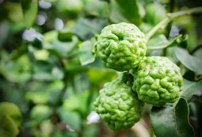 Close-up of bergamot growing on plant