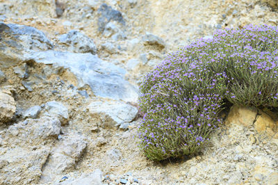 Close-up of purple flowers on rock