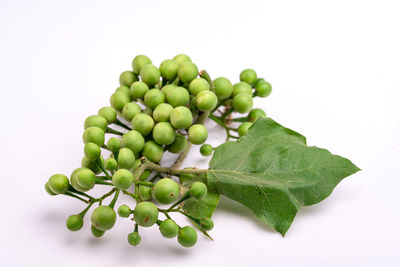 Close-up of green fruit against white background