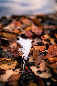 Close-up of dry maple leaves on land