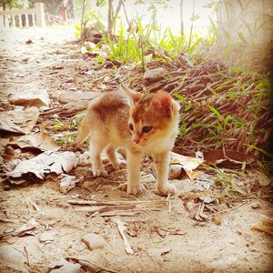 Cat on ground