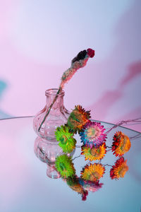 Close-up of pink flowering plant against glass wall