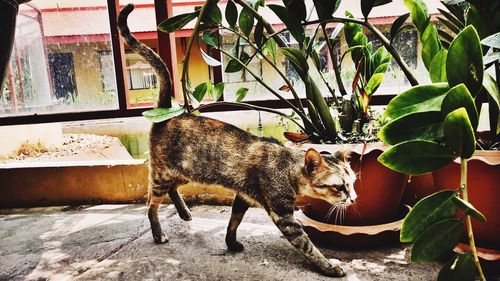 Portrait of cat in back yard