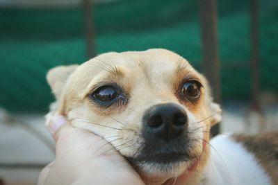 Cropped hand petting dog