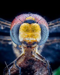 Close-up of insect in snow