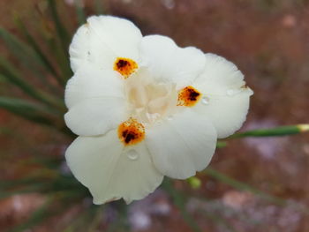 Close-up of white flower