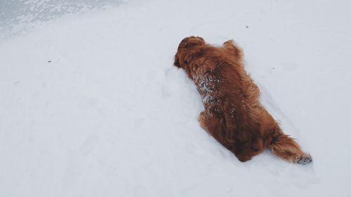 Dog in snow