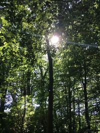 Low angle view of trees against sky