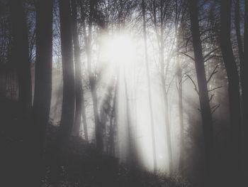 Sun shining through trees