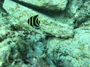 Close-up of fish swimming in sea