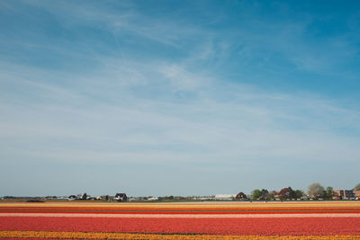 Flowerbed on field against sky