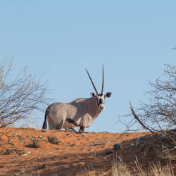 Low angle view of horse