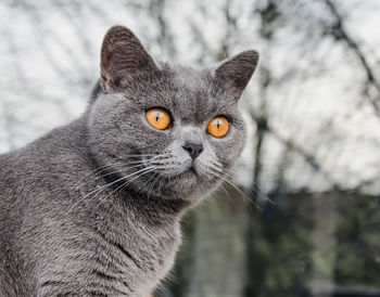 British shorthair cat, domestic cat, neutered cat.