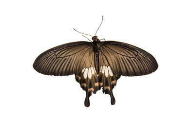 Close-up of butterfly over white background