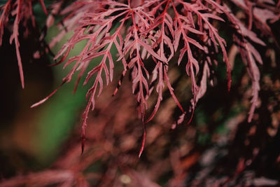 Close-up of leaves on tree during autumn