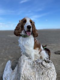 Dog sitting on rock