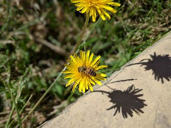 High angle view of yellow flowering plant