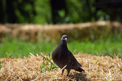 Bird on grassy field