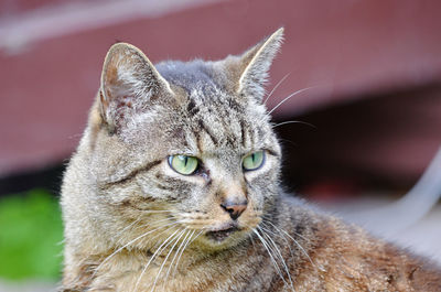 Close-up portrait of cat