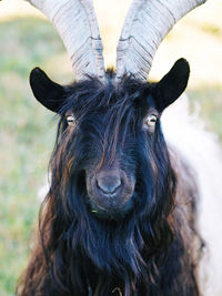 Close-up portrait of billy goat