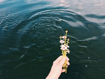 Cropped hand holding flowers against lake