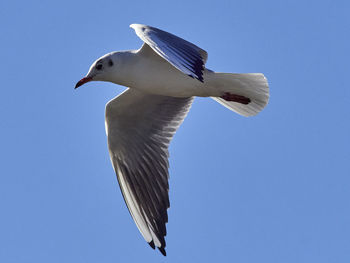 Low angle view of seagull flying