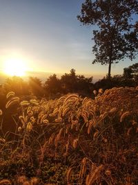 Plants growing on field against sky during sunset