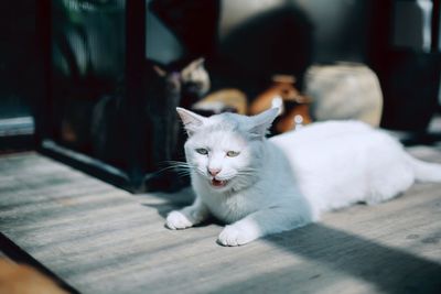 Cat relaxing on table at home