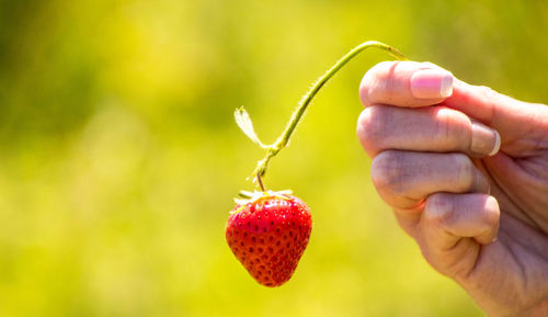 Close-up of hand holding strawberry