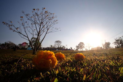 Close-up of yellow flowers in field