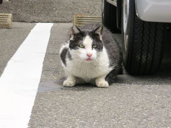 Portrait of cat