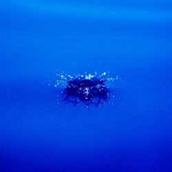 Close-up of spider on blue sea